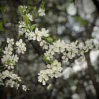 Веточки вишни. :: Любовь 