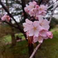 Сакура :: Сапсан 