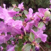 Рододендрон :: Сапсан 