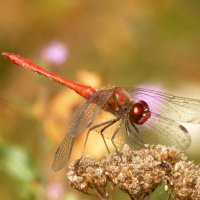 немного про стрекоз 13 :: Александр Прокудин