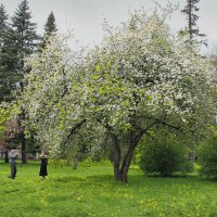 Яблони цветут. :: Роланд Дубровский