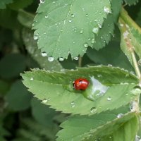 .... :: Надежда 