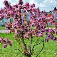 Розовые яблони высадили в новом микрорайоне нашего города Поворино, Воронежская область. :: Восковых Анна Васильевна 