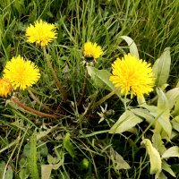 Одуванчики :: Veera V Одуванчики :: Veera V