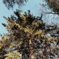 Ель великан :: Георгиевич 