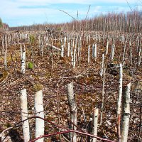 Варварство...Олений остров. :: Владимир 