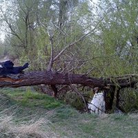 Повалило ветром. :: сергей 