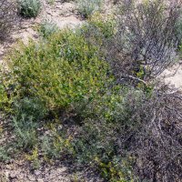 В степи :: Анатолий Чикчирный