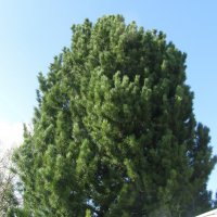 Мой кедр :: Людмила Смородинская