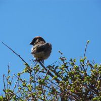 воробей :: Елена Шаламова воробей :: Елена Шаламова