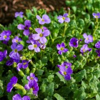 Весна :: Петр 