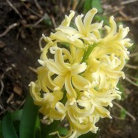 Гиацинт :: Елена Семигина Гиацинт :: Елена Семигина