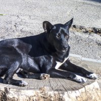 Отдых на пеньке :: Валентин Семчишин