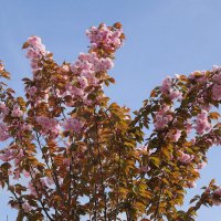 Цветет Вишня мелкопильчатая :: Рита Симонова