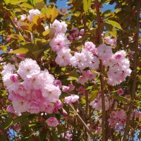 Цветет Вишня мелкопильчатая :: Рита Симонова