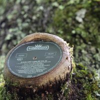 Поющий дуб :: Валерий 