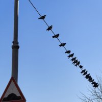 Искусственные неровности :: Варвара Высоцкая