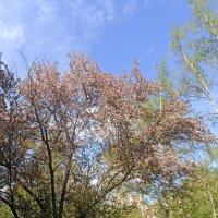 Яблонька на Есенинском бульваре :: Pippa 