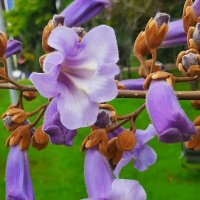 Павло́вния или Ада́мово де́рево :: Tata Wolf