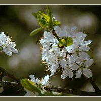 Цветение :: Владимир Кроливец
