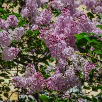 Апрель, сирень :: Татьяна Машошина