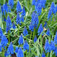 они на радость нам даны :: Олег Лукьянов они на радость нам даны :: Олег Лукьянов