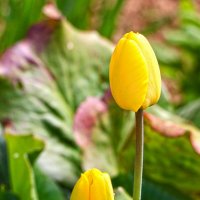 Парочка золотых :: Светлана 