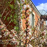 Цветущий май . Дождались ! С праздником , друзья ! :: Мила Бовкун