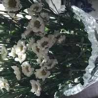 Весенние хризантемы :: Татьяна Юрасова