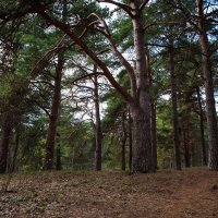 В лесу :: Александр Синдерёв