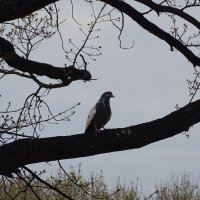 Голубь :: Anna-Sabina Anna-Sabina Голубь :: Anna-Sabina Anna-Sabina