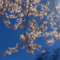 Сакура :: Сапсан 