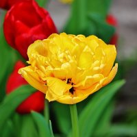 Цветочное настроение. :: Восковых Анна Васильевна 