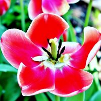 Весеннее настроение. :: Восковых Анна Васильевна 