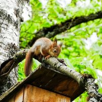 Белка городского парка :: Милешкин Владимир Алексеевич 