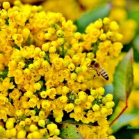 Магония падуболистная. :: Восковых Анна Васильевна 