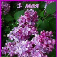 Мир! Труд! Май! :: Ольга Довженко Мир! Труд! Май! :: Ольга Довженко