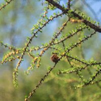 ___ :: Yuriy V ___ :: Yuriy V