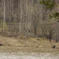 Бобровые угодья :: Владимир Кириченко