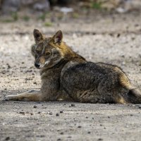 Золотистый шакал. :: Alexander Amromin Золотистый шакал. :: Alexander Amromin