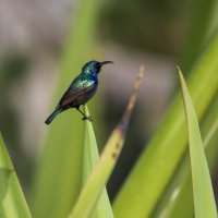 Палестинская нектарница. :: Alexander Amromin