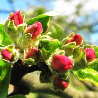 Скоро яблоня зацветёт :: Людмила Смородинская