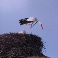 Аисты прилетели :: Людмила Смородинская