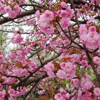 Цветет Сакура :: Рита Симонова Цветет Сакура :: Рита Симонова