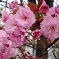 Цветет Сакура :: Рита Симонова Цветет Сакура :: Рита Симонова