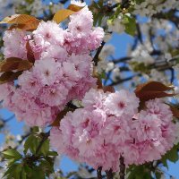 Цветет Сакура :: Рита Симонова Цветет Сакура :: Рита Симонова