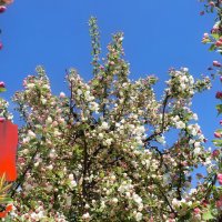 С ПЕРВОМАЕМ! :: Татьяна Помогалова С ПЕРВОМАЕМ! :: Татьяна Помогалова