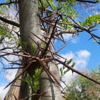 Дороги НЕТ :: Сеня Белгородский