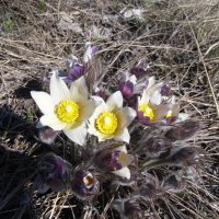 цветы, какк звёзды :: Елена Шаламова