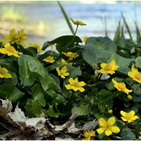 Калужница... :: Aleksandr Gal